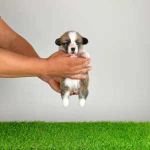 Welsh Corgi Pembroke - Babbit