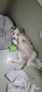 Border Collie - Fióna/dr Szöszi