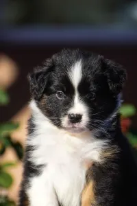 Owczarek astralijski aussie - Winstead New Beginnings Ahead