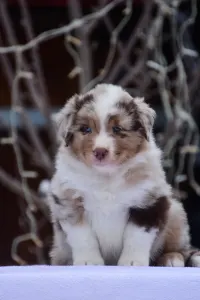 Miniature American Shepherd - Winstead One More Heart For The Ranch