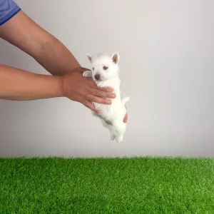 West Highland White Terrier - Jette