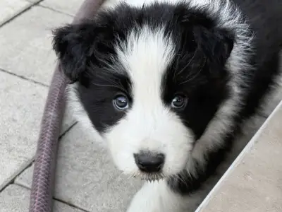 Border Collie - Fields Of Treasure Breath Of Fame