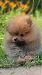 Pomeranian - Pami