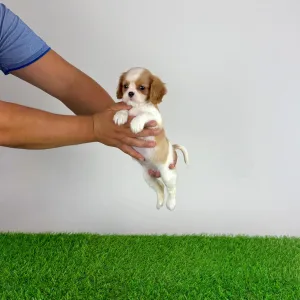 Cavalier King Charles Spaniel - Saci