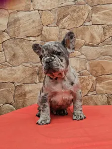 Bouledogue français - Döme