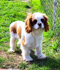 Cavalier king Charles spaniel - Erdőszéli Ezüstcsillag Pietro 