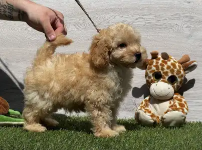 Poodle Miniature - Eric