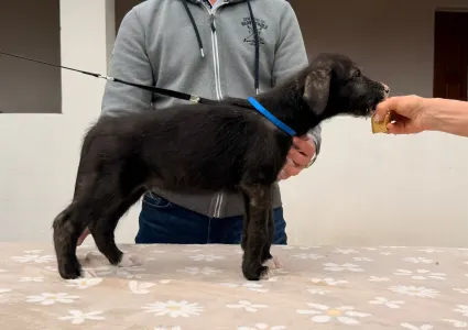 Irischer Wolfshund - Bening