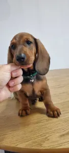 Dachshund - Arthur