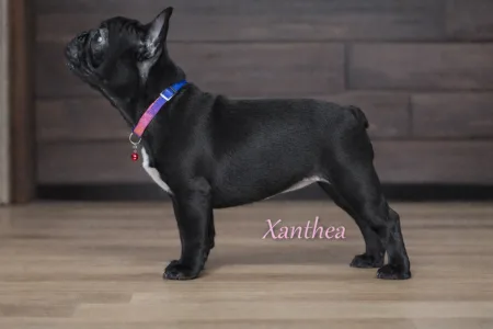 French Bulldog - Xanthea