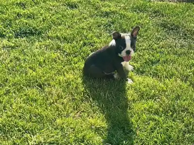 Boston Terrier - Carlito