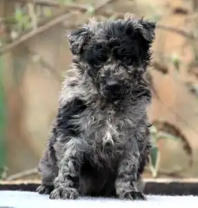 Mudi - Pörgelóci Sipirc