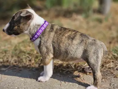 Miniatűr bullterrier - Piszok