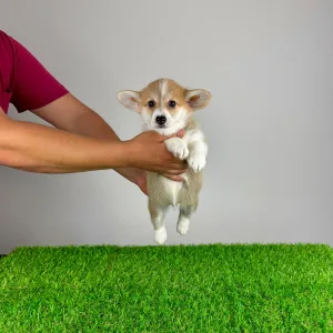 Pembroke Welsh Corgi - Paws