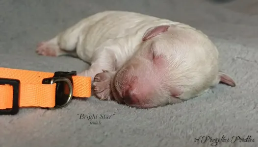 Óriás uszkár - Bright Star Of Pörgelóci