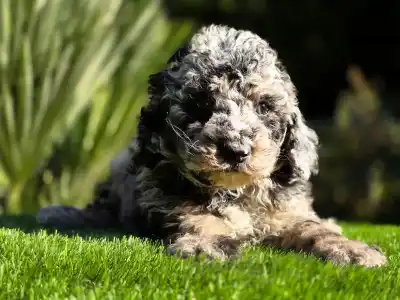 Cavapoo - Moon