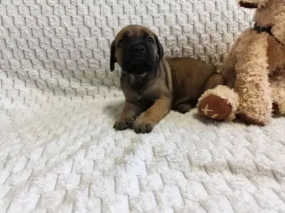 Cane Corso Italiano - Forza Di Diavolo Electra