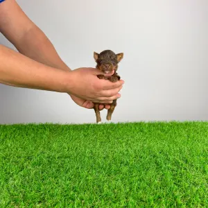 Yorkshire Terrier - Landro