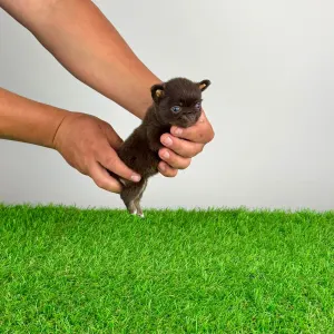 Chihuahua - Freda