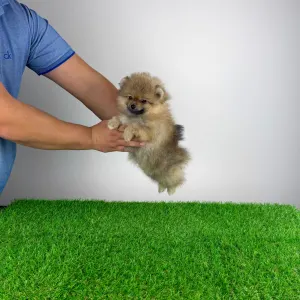 Pomeranian - Otti