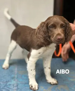 Malý münsterlandský ohař - Aibo