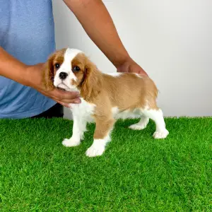Cavalier King Charles Spaniel - Tanja