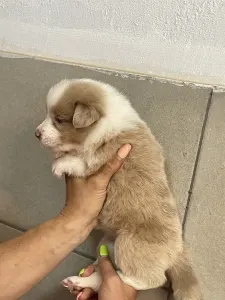 Border Collie - Bueno/lila Sable Merle Szuka