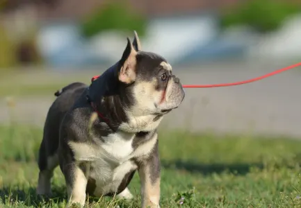 Französische Bulldogge - Aida