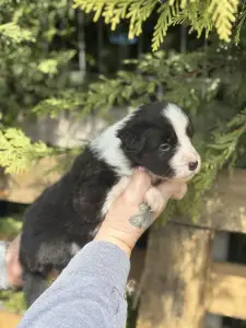 Border Collie - Bella
