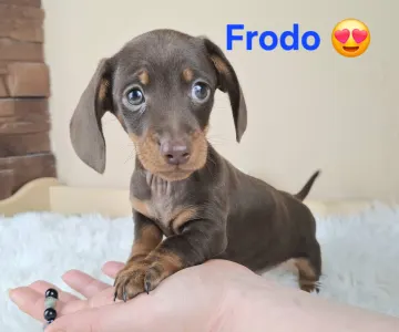 Dackel - Frodo 