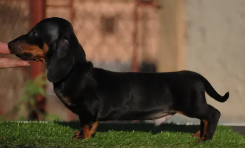 Dachshund - Oliver