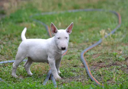 Miniature Bullterrier - Gregory