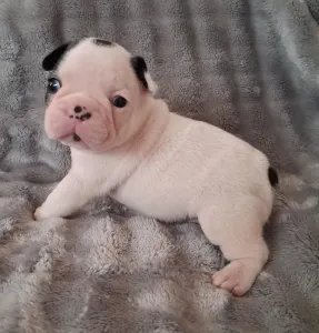 Bulldog francez - Hilton From Lilis Breed
