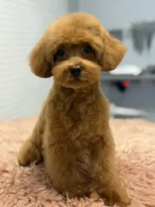 Zwergpudel - Felicitas ( Toy )