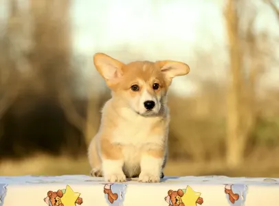 Welsh Corgi Pembroke - Poseidon The Strong From Farm Of Happy Dogs