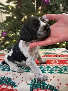 Angol Cocker spániel - Benji