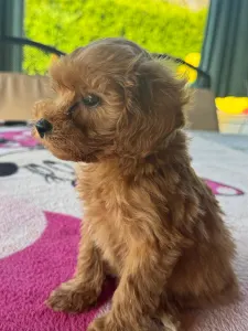 Maltipoo - Barack