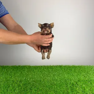 Yorkshire Terrier - Melac