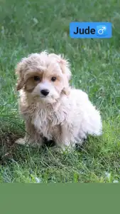 Maltipoo - Jude