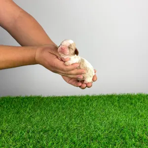 Cavalier king Charles spaniel - Chagall