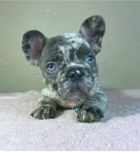 Buldog francuski - Arnold