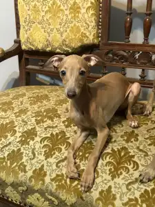 Italienisches Windspiel - Vedetta