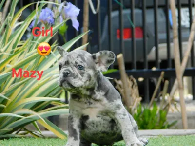 Französische Bulldogge - Mazy