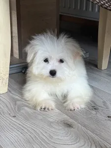 Coton de Tulear - Cote D’ Azur