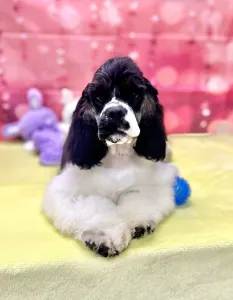 Amerikai cocker spániel - Paradise