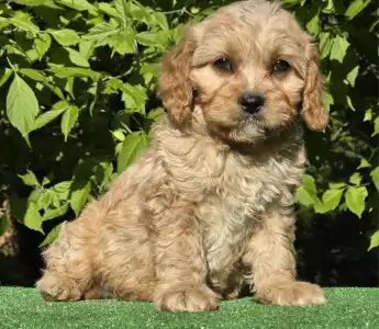 Cavapoo - Figo