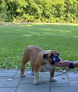 Englische Bulldogge - Maggie