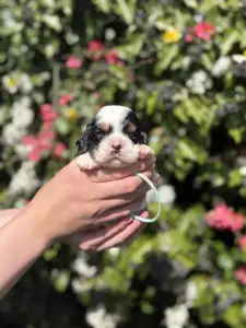 Cocker americano - Tricolor