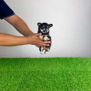 Chihuahua - Lillemor