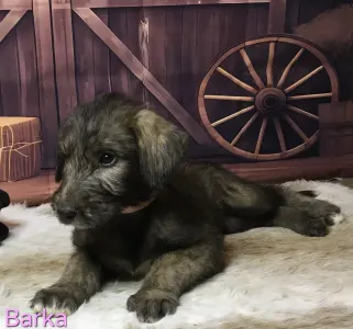 Irischer Wolfshund - Barka